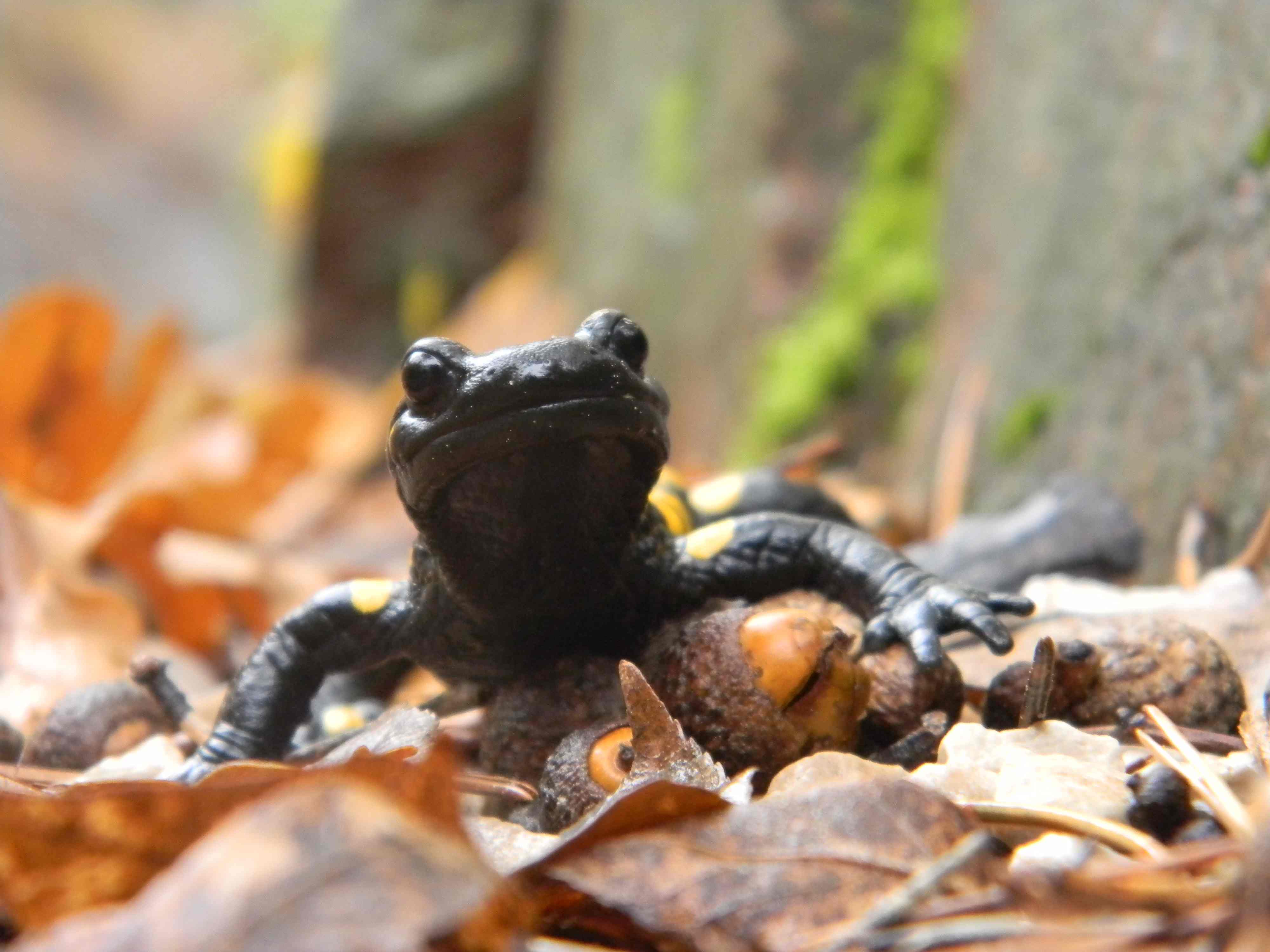 Salamandre: vecchie e nuove conoscenze...